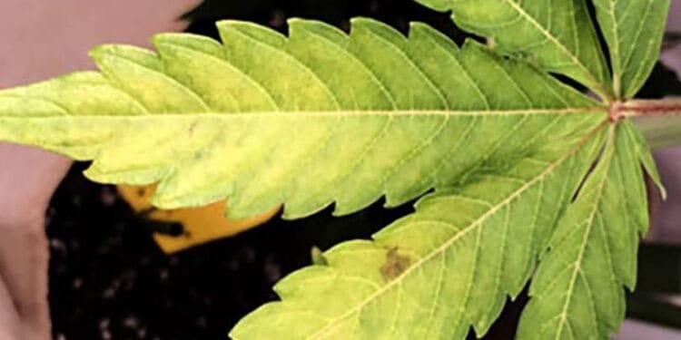 Cannabis Nutrient Deficiencies and How to Fix Them 1 Cannabis Nutrient Deficiencies and How to Fix Them