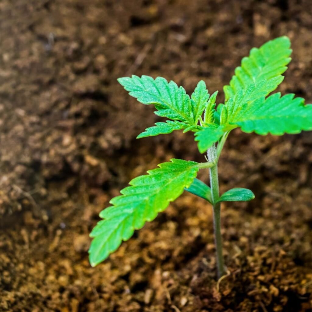 coco coir growing medium used for cannabis cultivation
