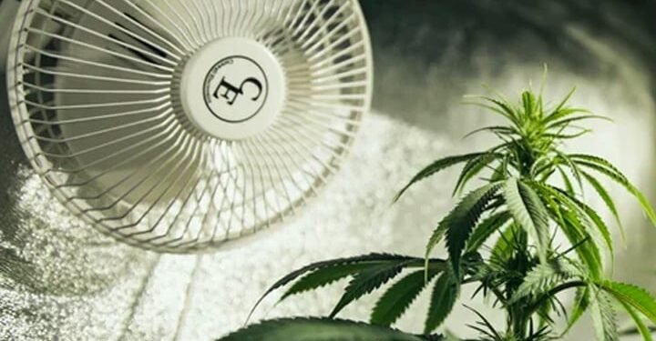 A Flowing Guide to Setting Up Grow Tent Ventilation (Step-by-Step) Art 25/03 1 Grow Tent Ventilation