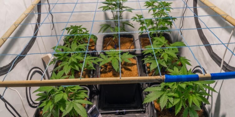screen of green cannabis training technique indoor grow
