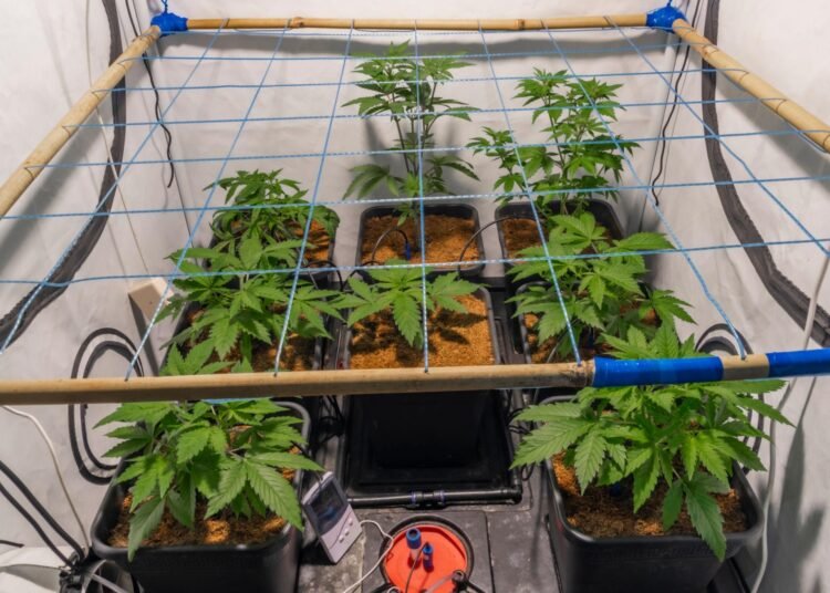 screen of green cannabis training technique indoor grow