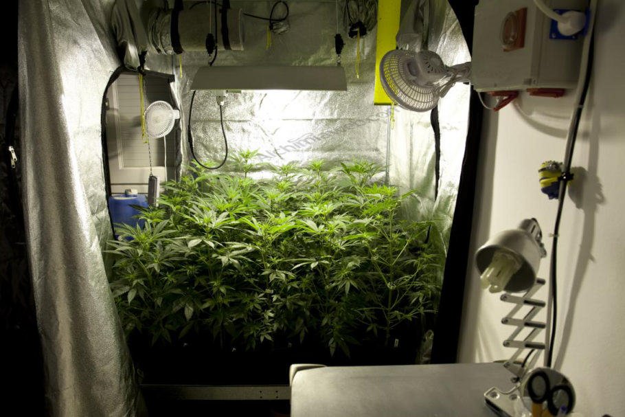 Set Up Your Grow Tent