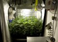 Best Grow Tent Setup