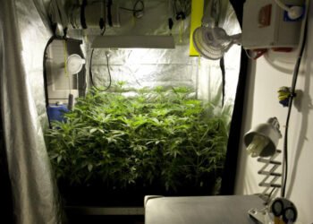 Best Grow Tent Setup