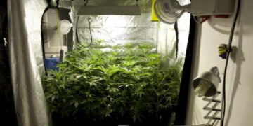 Best Grow Tent Setup
