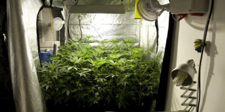 Best Grow Tent Setup
