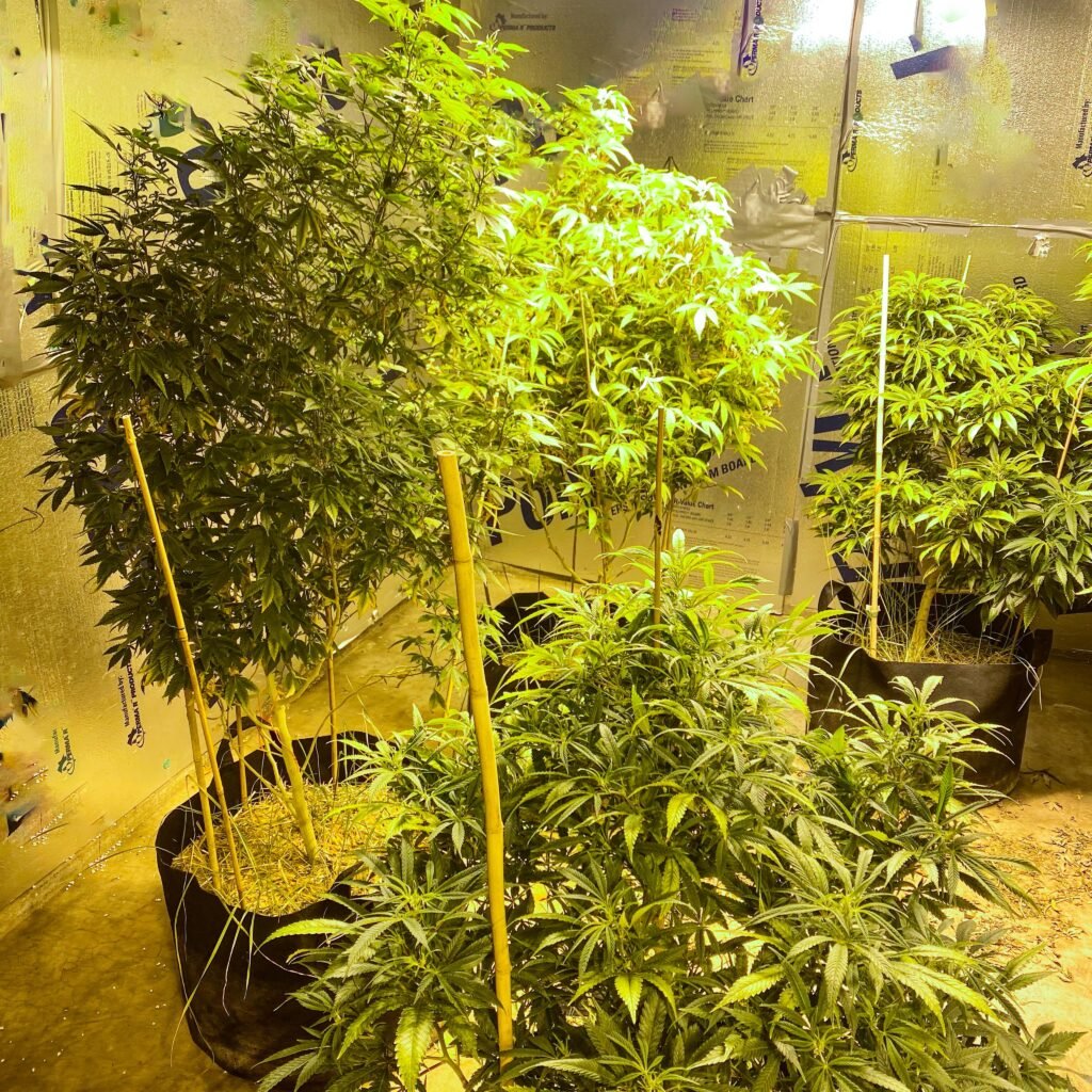 indoor cannabis grow tent environmental control setup
