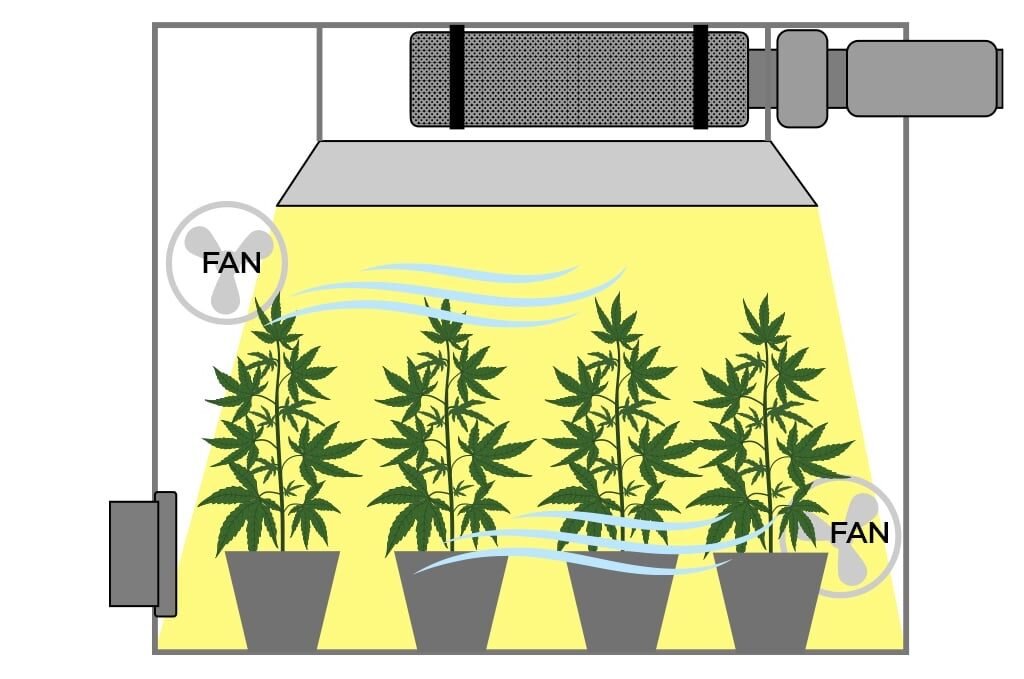 grow tent airflow setup cannabis oscillating fan
