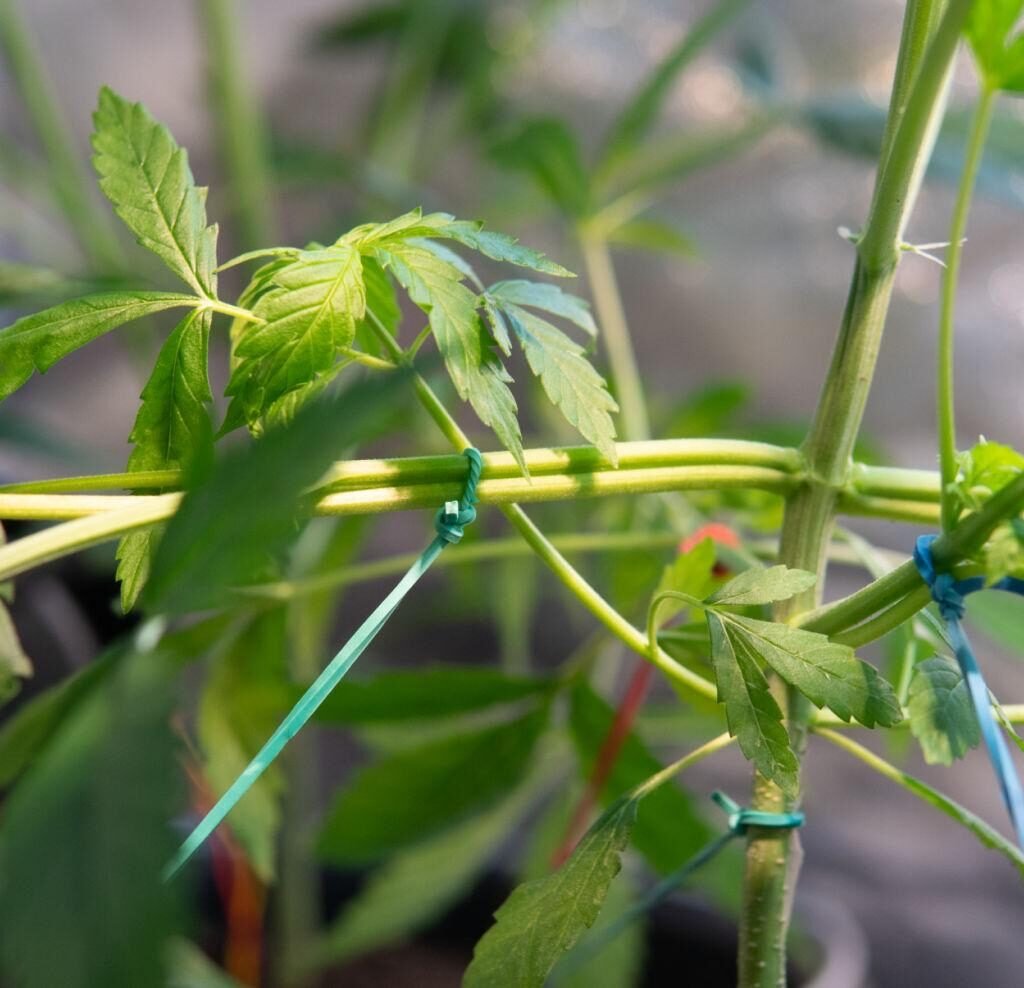 cannabis low stress training technique bending branches
