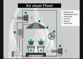 Humidity Problems in Cannabis Grow