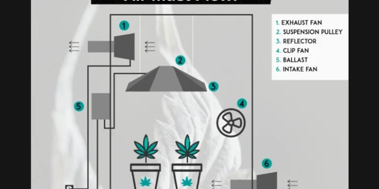 Humidity Problems in Cannabis Grow
