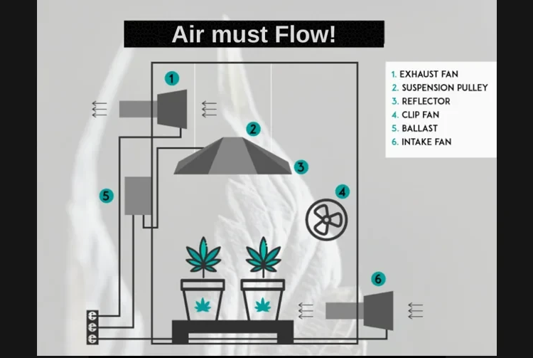 Humidity Problems in Cannabis Grow