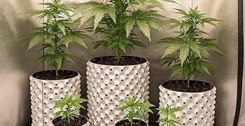 How to Water Cannabis Plants Properly