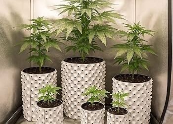 How to Water Cannabis Plants Properly