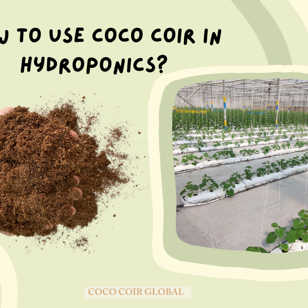 watering cannabis plants growing in coco substrate
