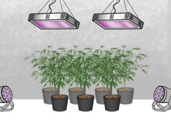 Grow Tent Setup for Cannabis