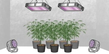 Grow Tent Setup for Cannabis