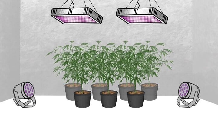 Grow Tent Setup for Cannabis