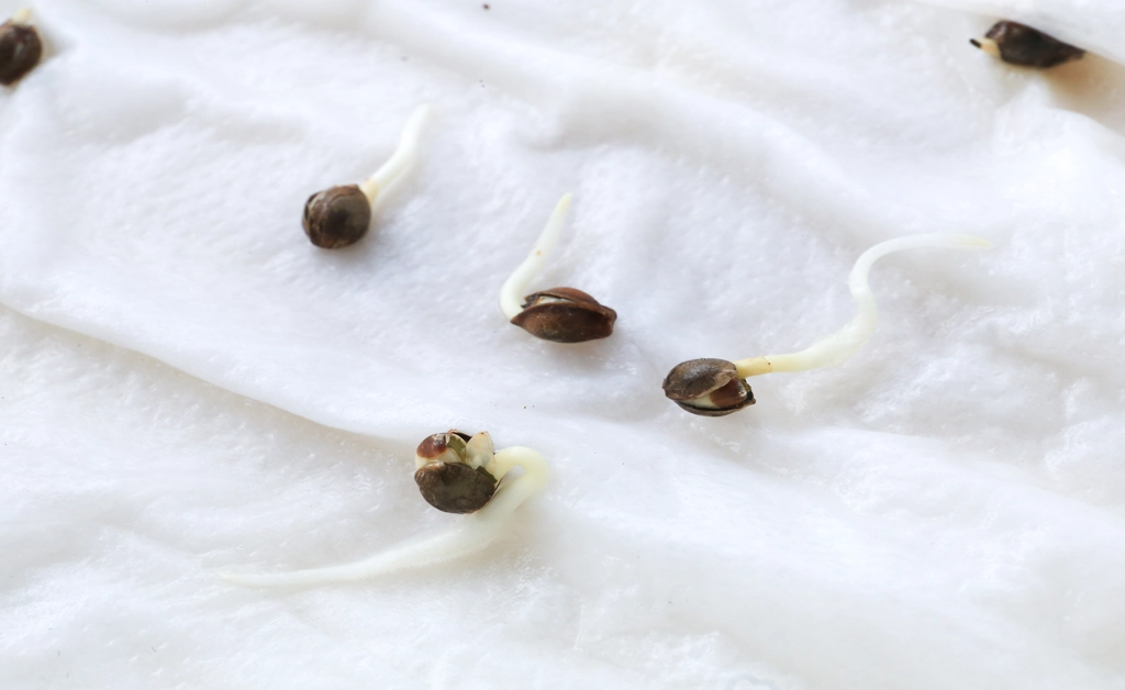 How to Germinate Weed Seeds Fast 