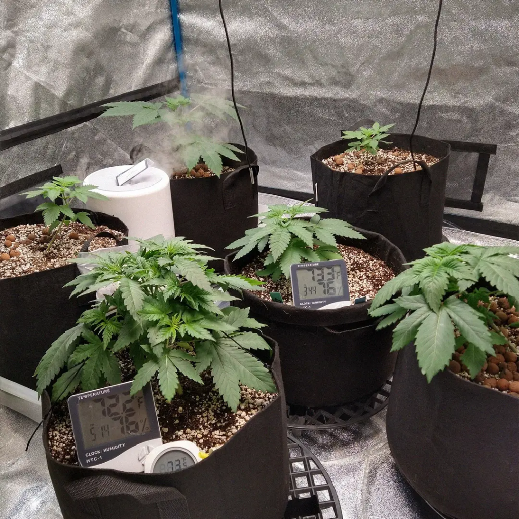 coco coir growing medium used for cannabis cultivation
