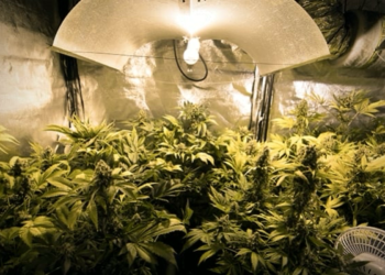led grow light distance from cannabis plant canopy