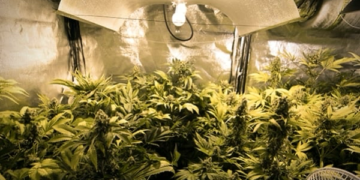 led grow light distance from cannabis plant canopy