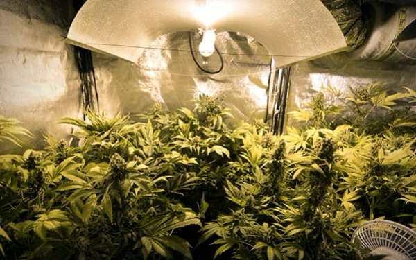 led grow light distance from cannabis plant canopy