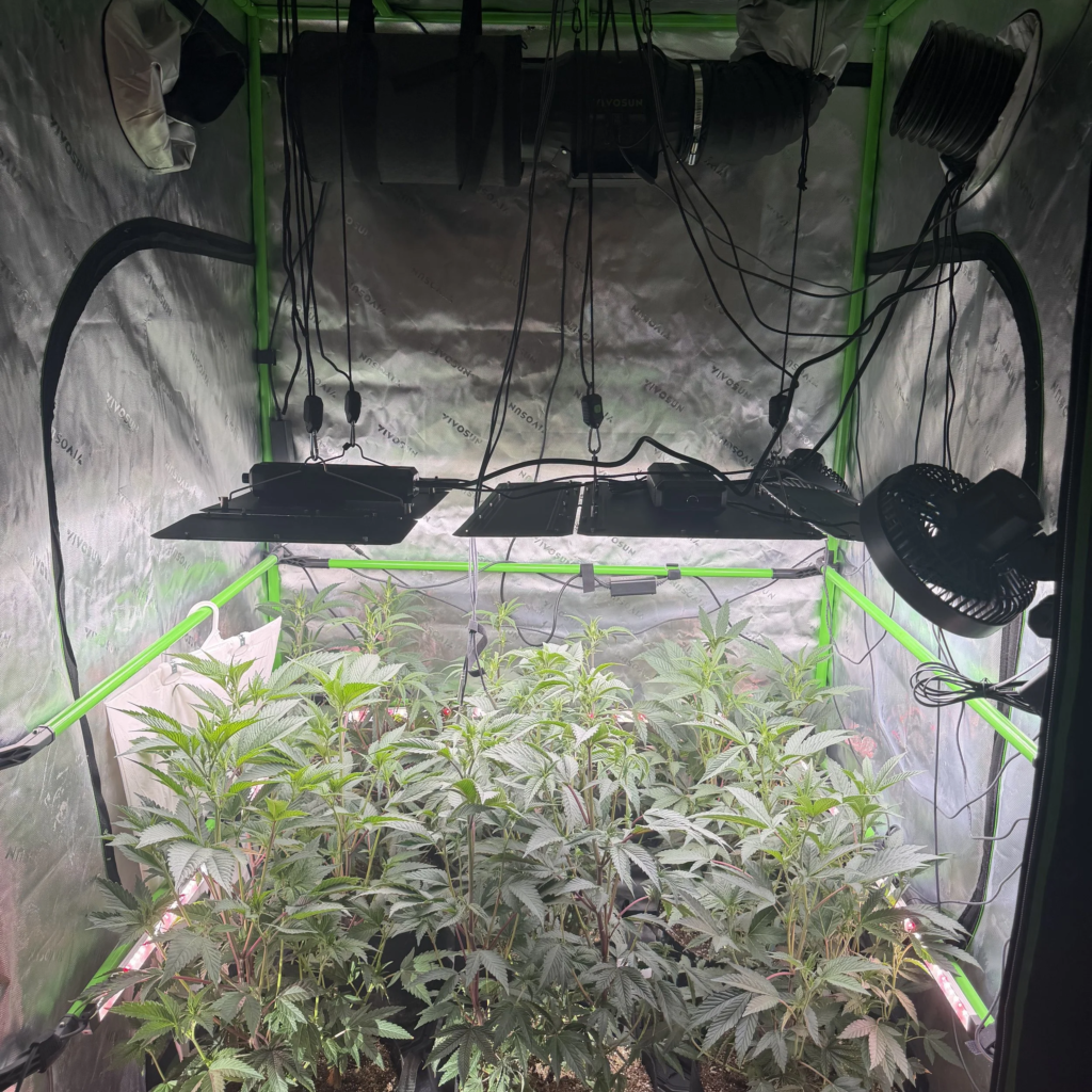 indoor cannabis grow tent setup with LED grow lights
