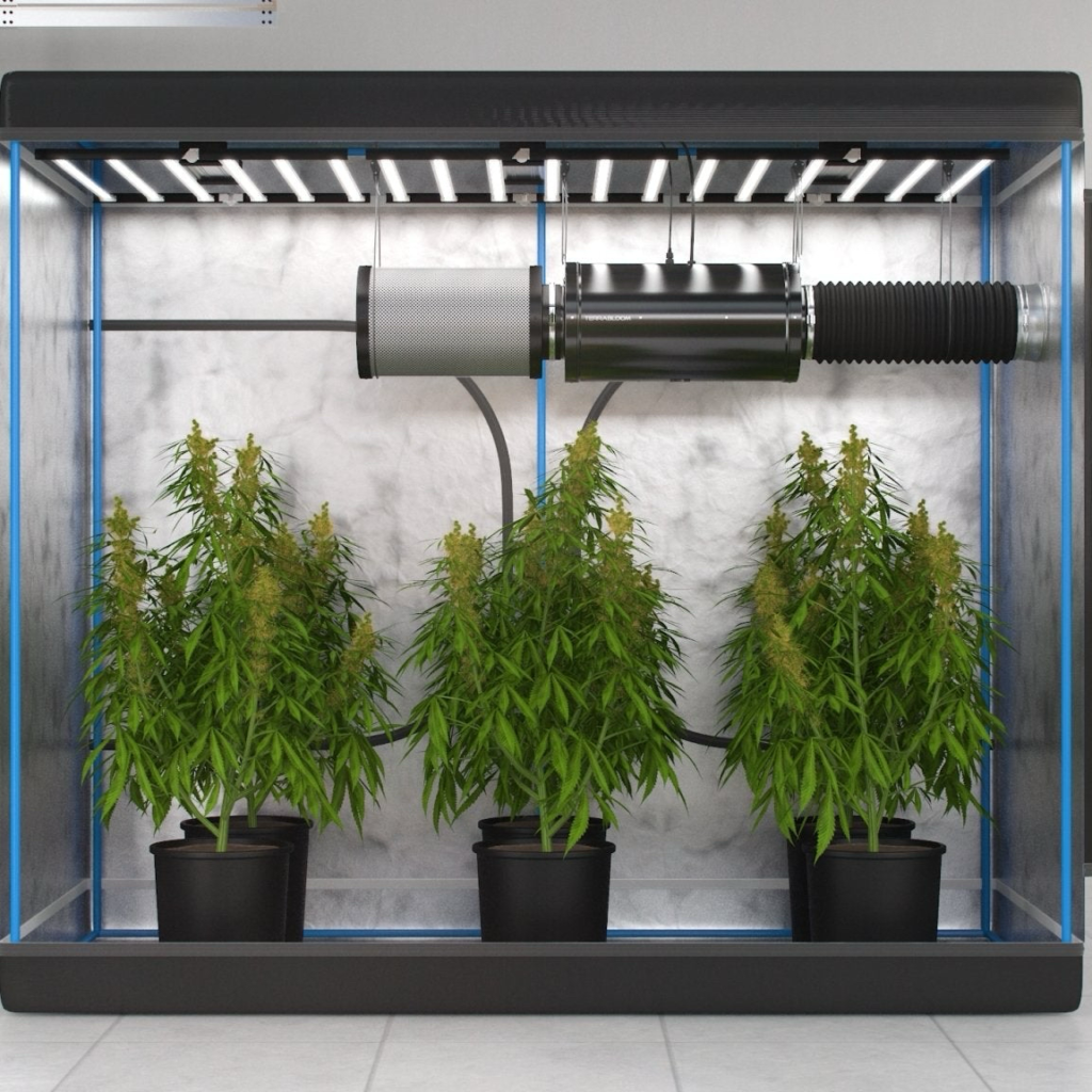 indoor cannabis grow tent environmental control setup
