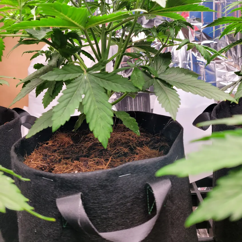 coco coir growing medium used for cannabis cultivation

