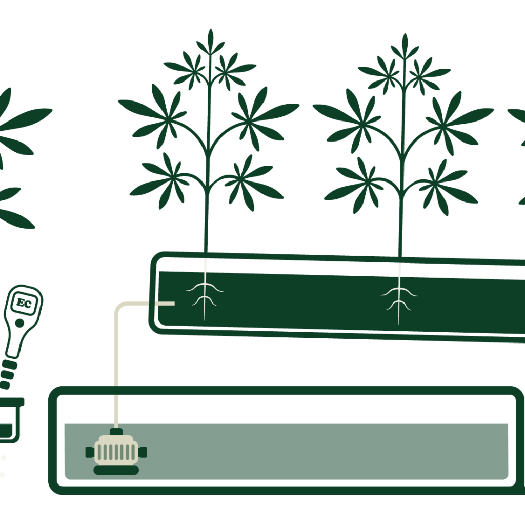 watering cannabis in coco with runoff technique
