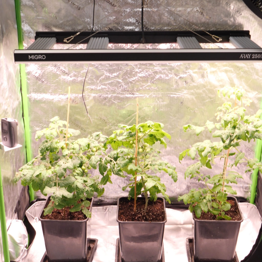 indoor cannabis grow tent setup with lighting and ventilation
