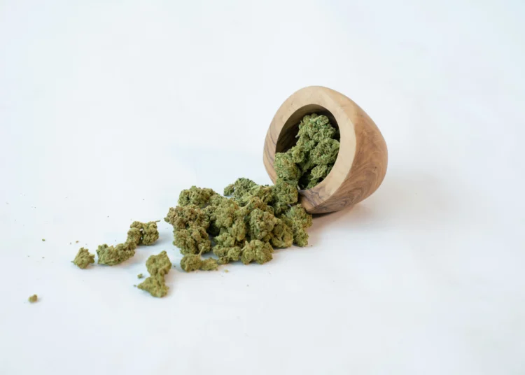 coco coir growing medium close-up