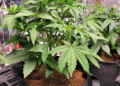 coco coir