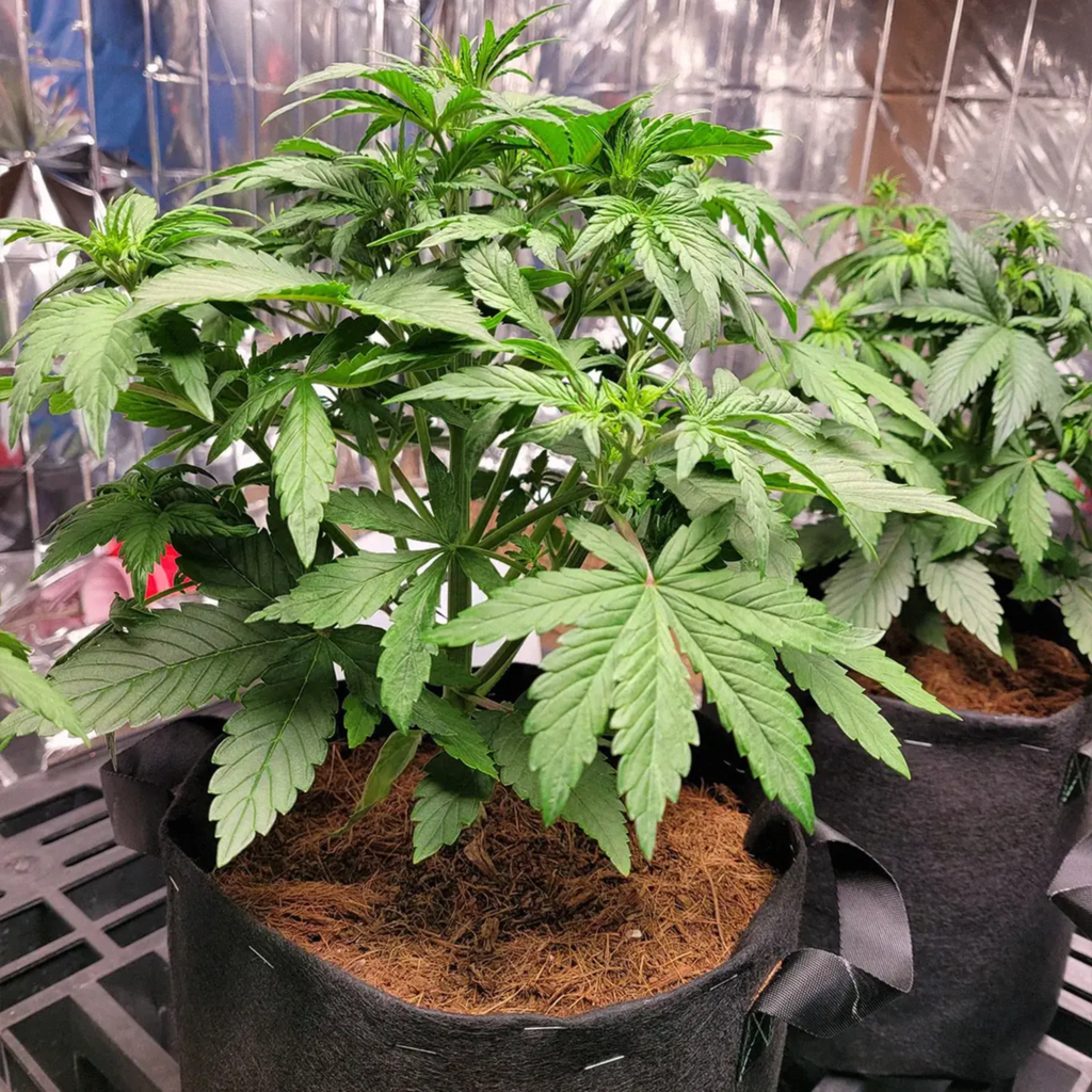 watering cannabis in coco with runoff technique
