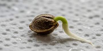 How to Germinate Weed Seeds Fast