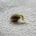 How to Germinate Weed Seeds Fast
