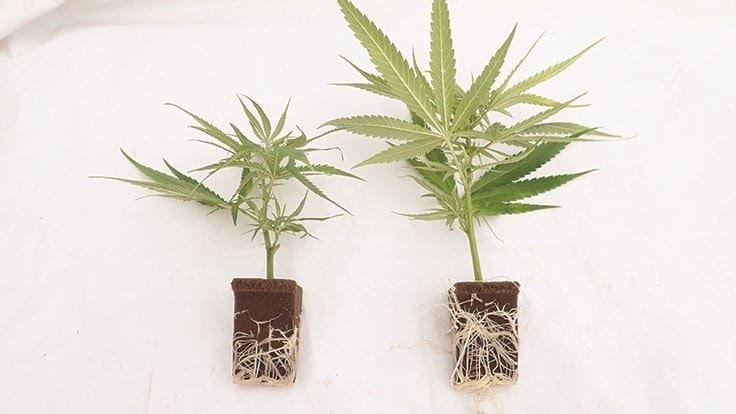 healthy cannabis roots showing proper watering conditions