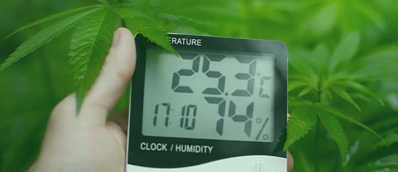 grow tent setup for cannabis humidity temperature monitor
