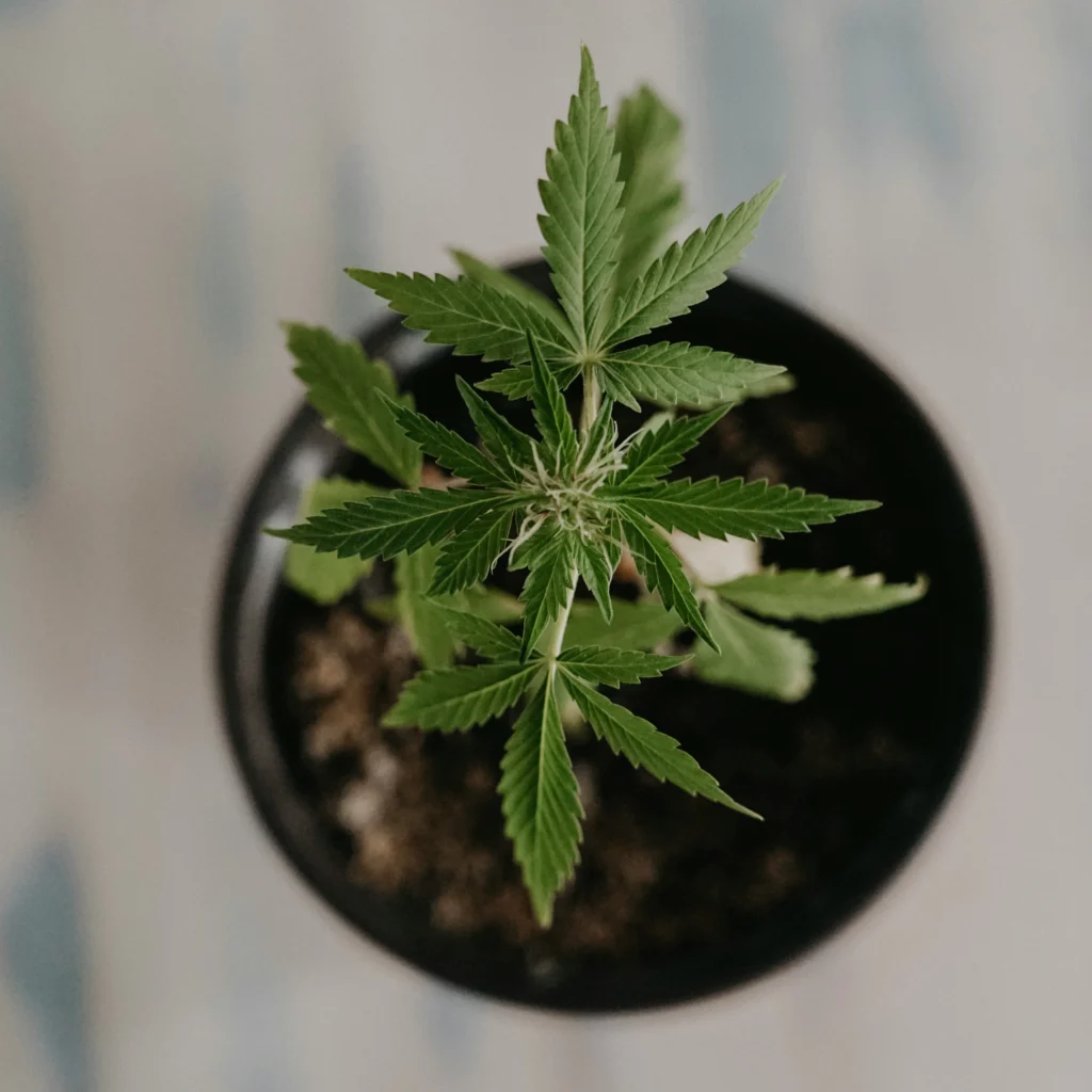cannabis plant growing in coco coir medium indoors