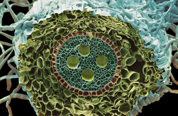 healthy cannabis roots showing proper watering conditions