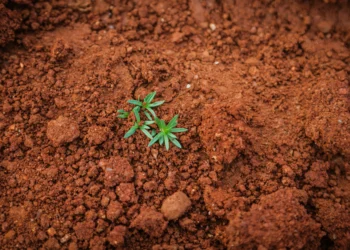 Best Nutrients for Cannabis in Coco