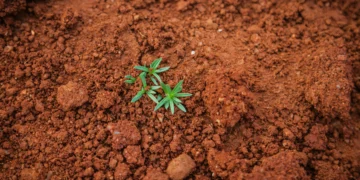 Best Nutrients for Cannabis in Coco