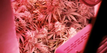 indoor cannabis grow tent setup with LED lights