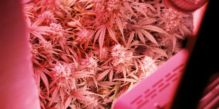 indoor cannabis grow tent setup with LED lights