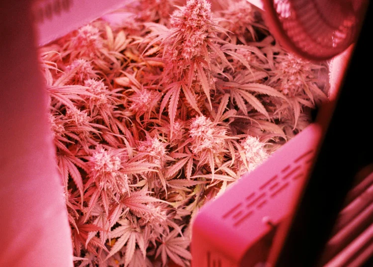 indoor cannabis grow tent setup with LED lights