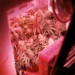 indoor cannabis grow tent setup with LED lights