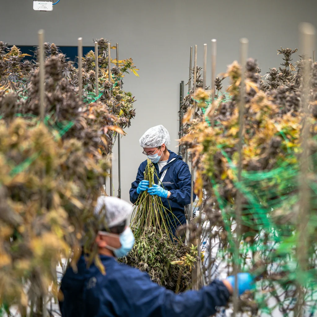 indoor cannabis grow tent setup with LED lights
