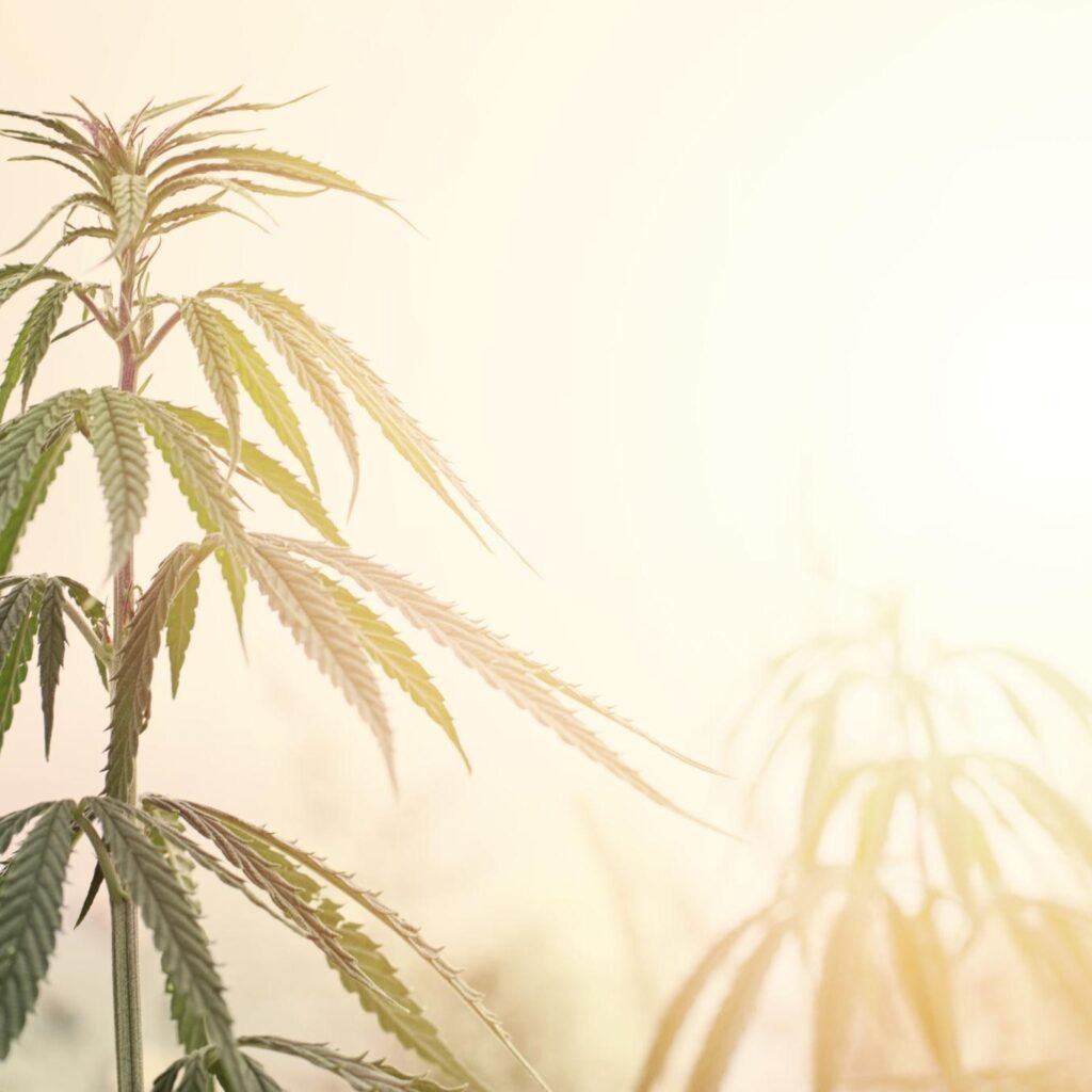 outdoor autoflower feeding schedule seedling stage
