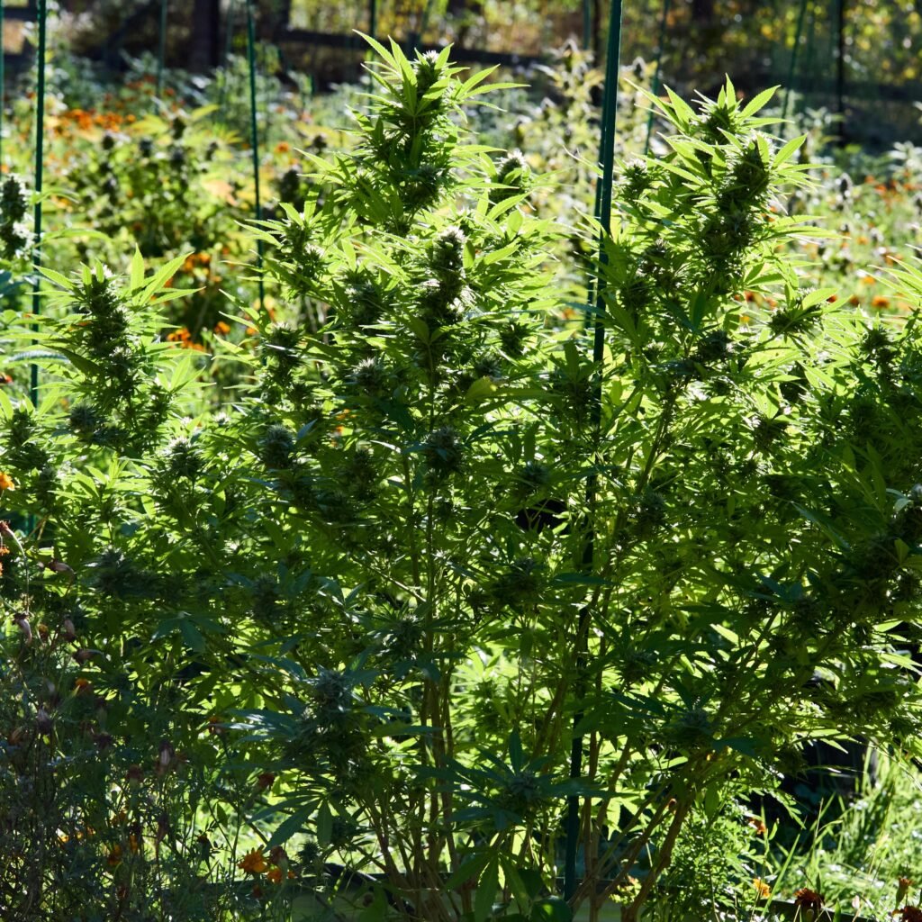 top 10 highest yielding strains outdoor cannabis grow
